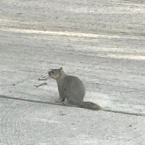 Meet your Posher, Sam